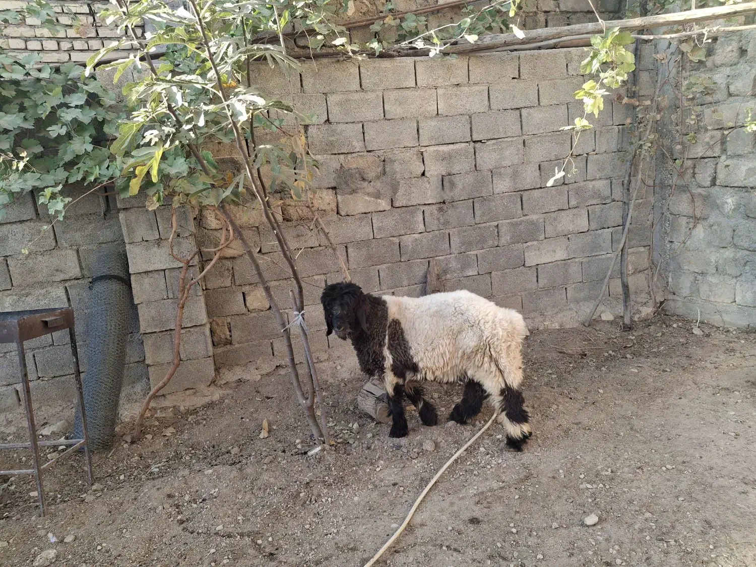 بره کله زنگی|حیوانات مزرعه|صمصامی, |دیوار