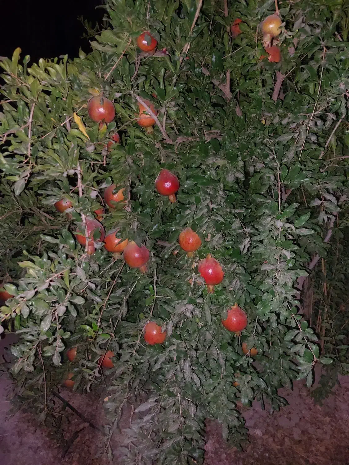 درود.فروش ۱۳۵۴مترباغ اناری اب تلمبه فول خیرابادفسا|فروش خانه و ویلا|فسا, |دیوار