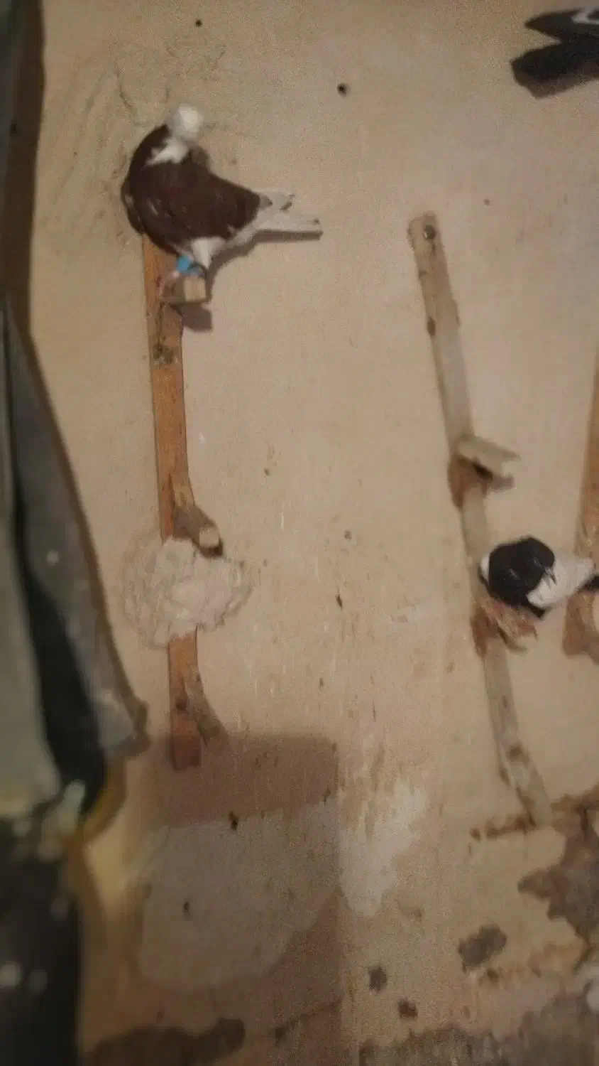 چهارتا شهری ویالی سیاه|پرنده|مرودشت, رودبال|دیوار