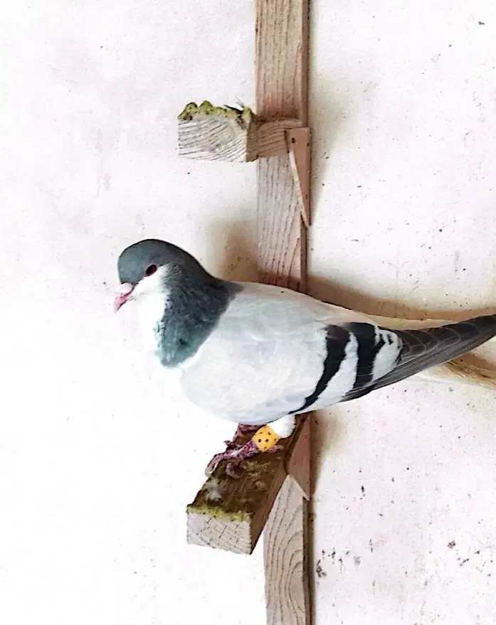 چپ سبز|پرنده|شیراز, شهرک بهار|دیوار