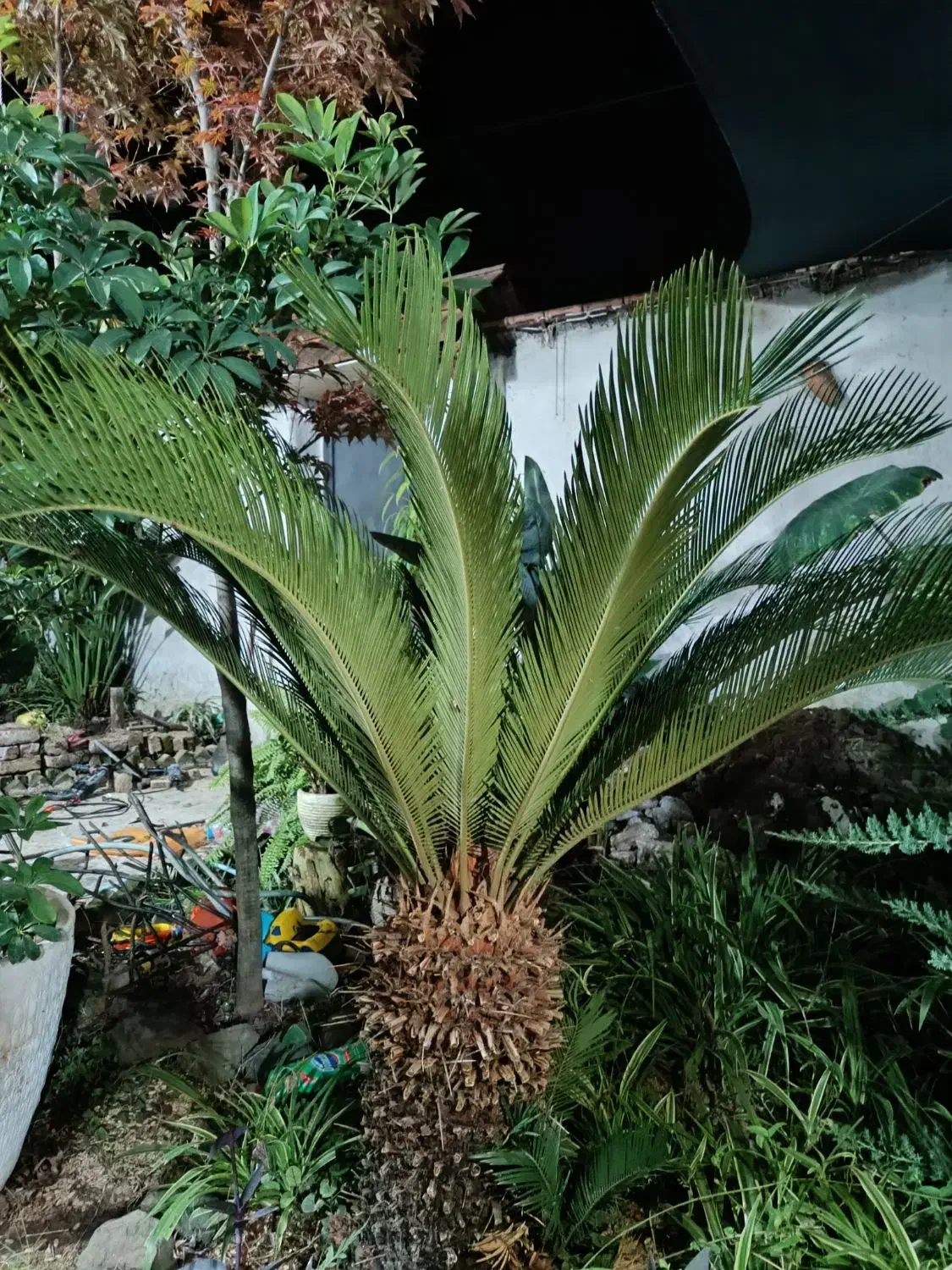 فروش دو عدد سیکاس|گل و گیاه طبیعی|رودسر, |دیوار