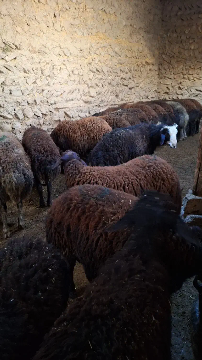 فروش فوری بره نر پروار|حیوانات مزرعه|تکاب, |دیوار