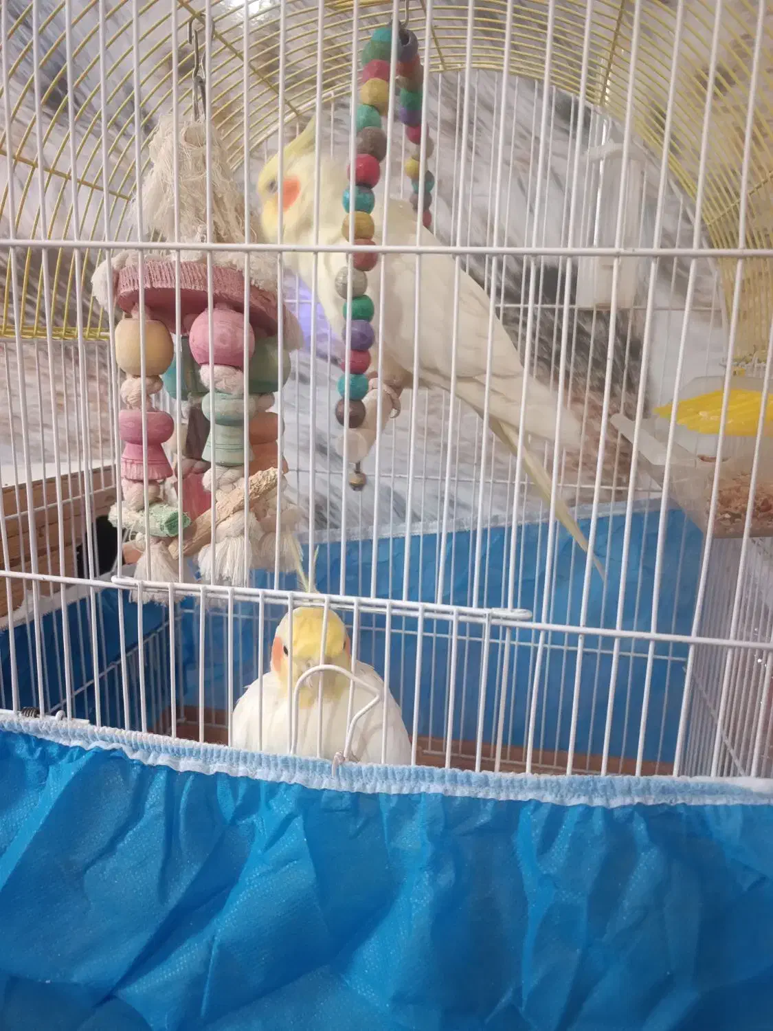 یک جفت عروس هلندی بامزه نر و ماده|پرنده|بوکان, |دیوار