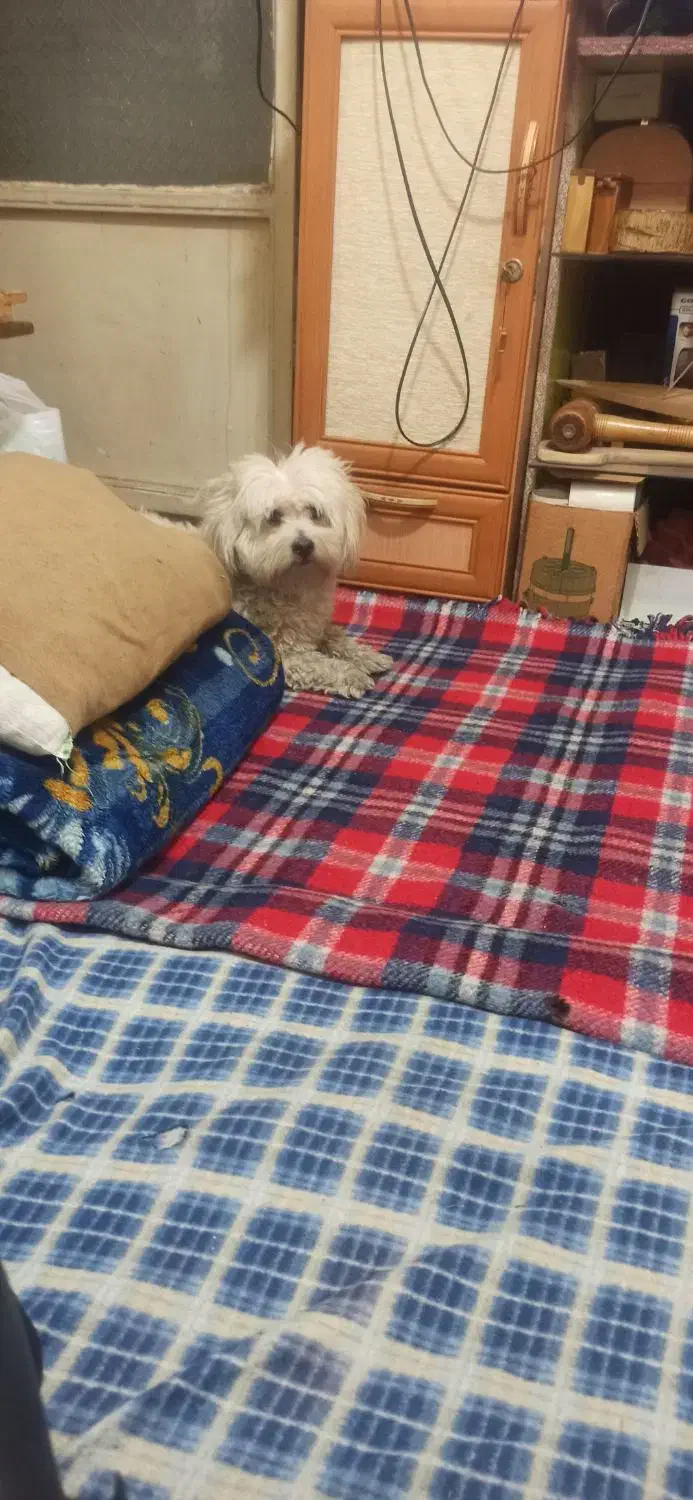 سگ خانگی|سگ|تهران, شهید رجایی|دیوار