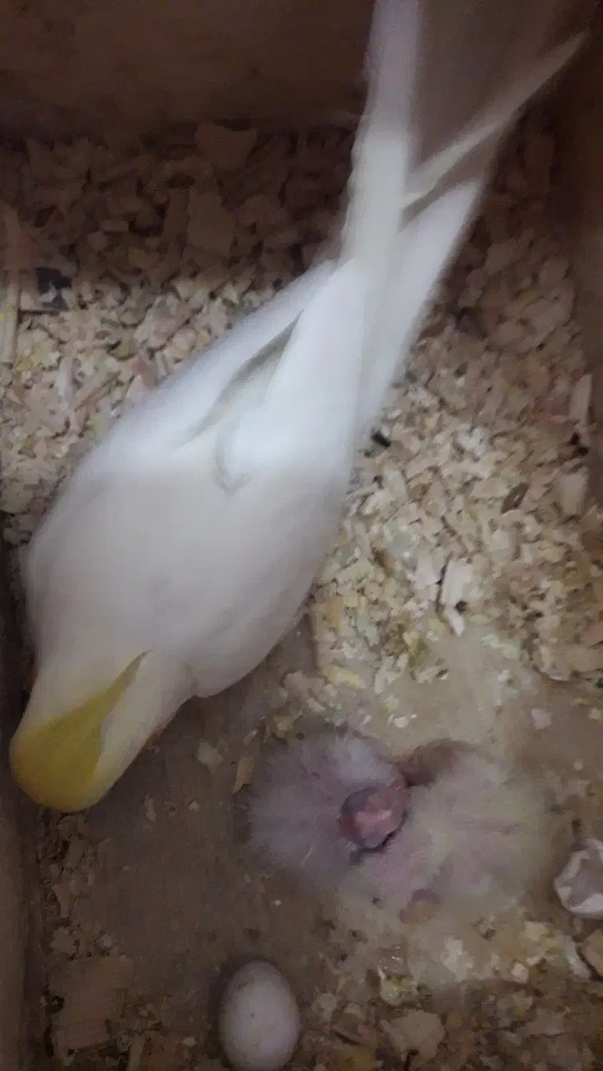 2تا فرشته بسیار زیبا،باهوش و سخنگو|پرنده|فومن, |دیوار