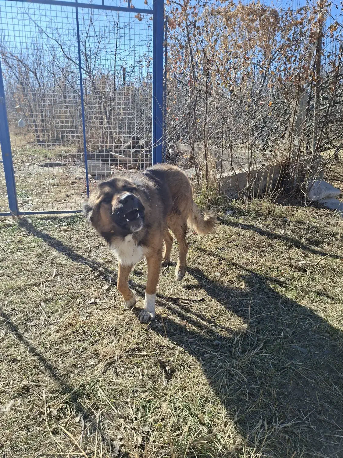 واگذاری سگ|سگ|اهر, |دیوار