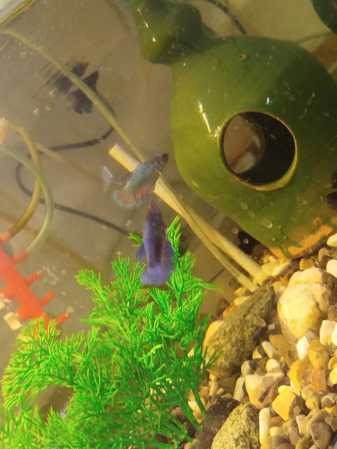 ماهی|ماهی|علی‌آباد کتول, |دیوار