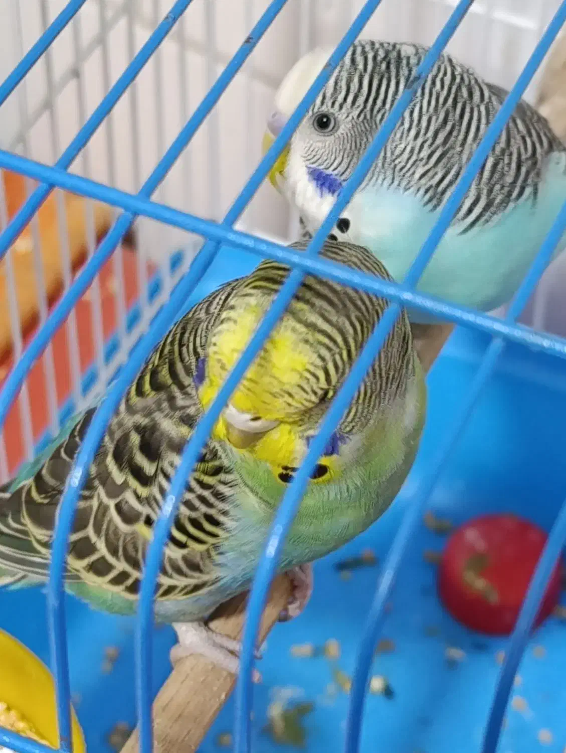 مرغ عشق نر گمشده|پرنده|برازجان, |دیوار