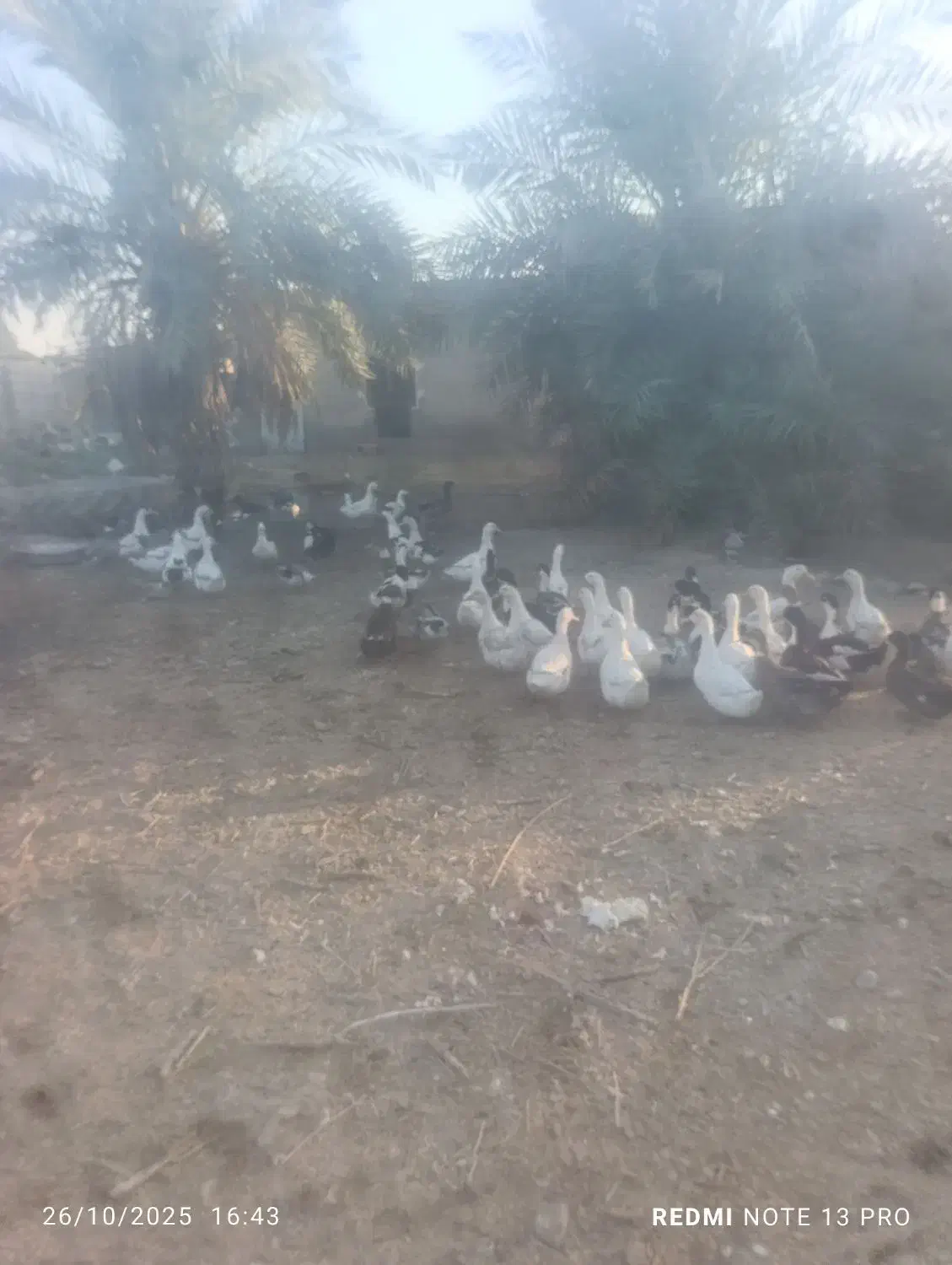 اردک بزرگ تخم گذار|حیوانات مزرعه|اهواز, کوی مندلی(سه راه خرمشهر)|دیوار