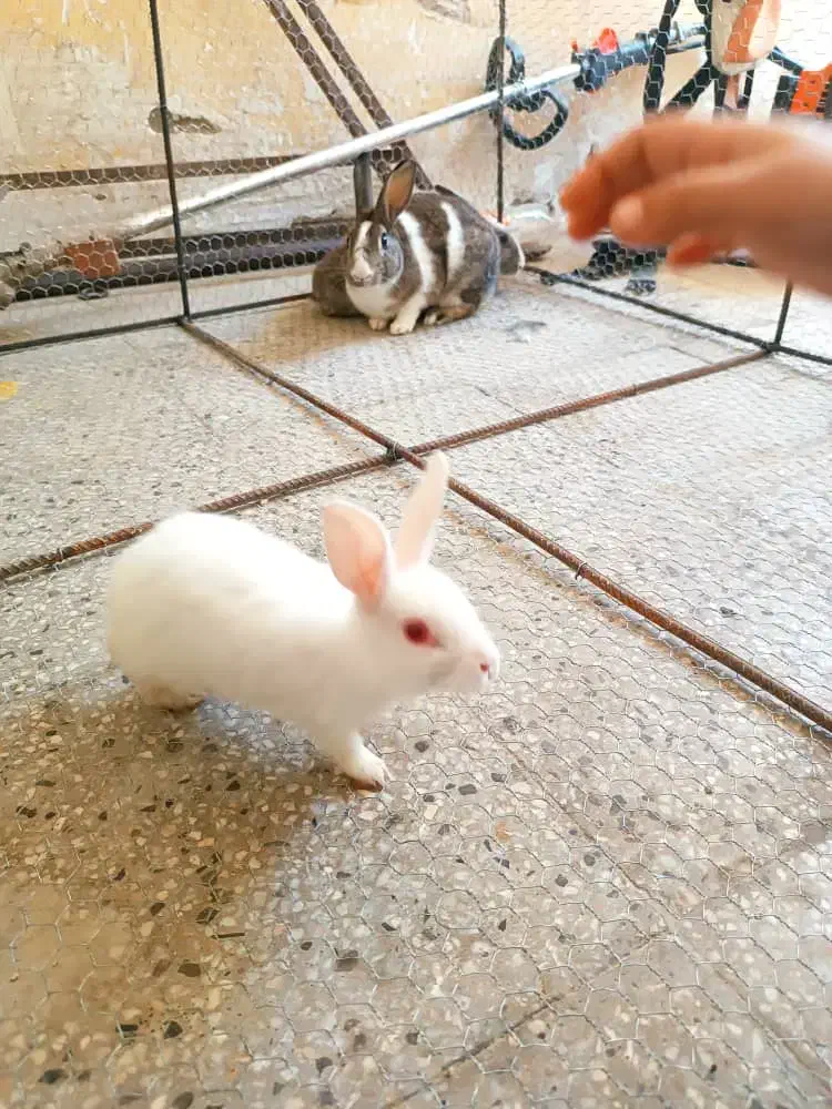 خرگوش|موش و خرگوش|اشکنان, |دیوار