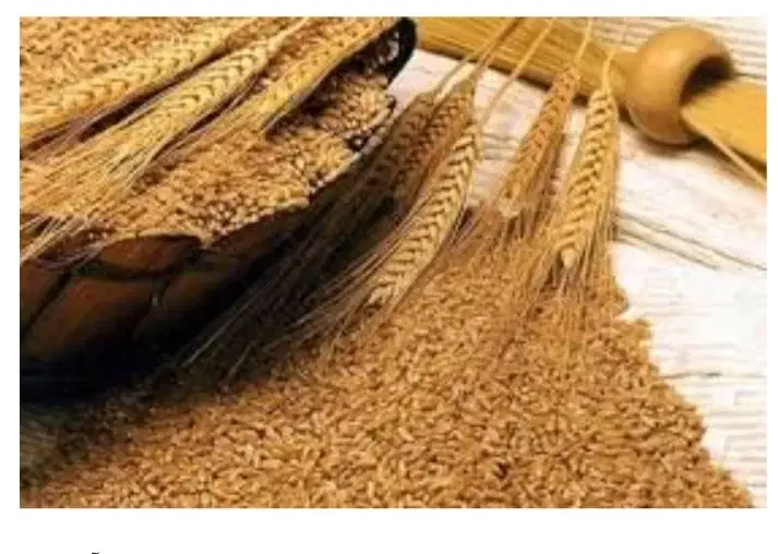 گندم کوهدشت|گل و گیاه طبیعی|کوهدشت, |دیوار