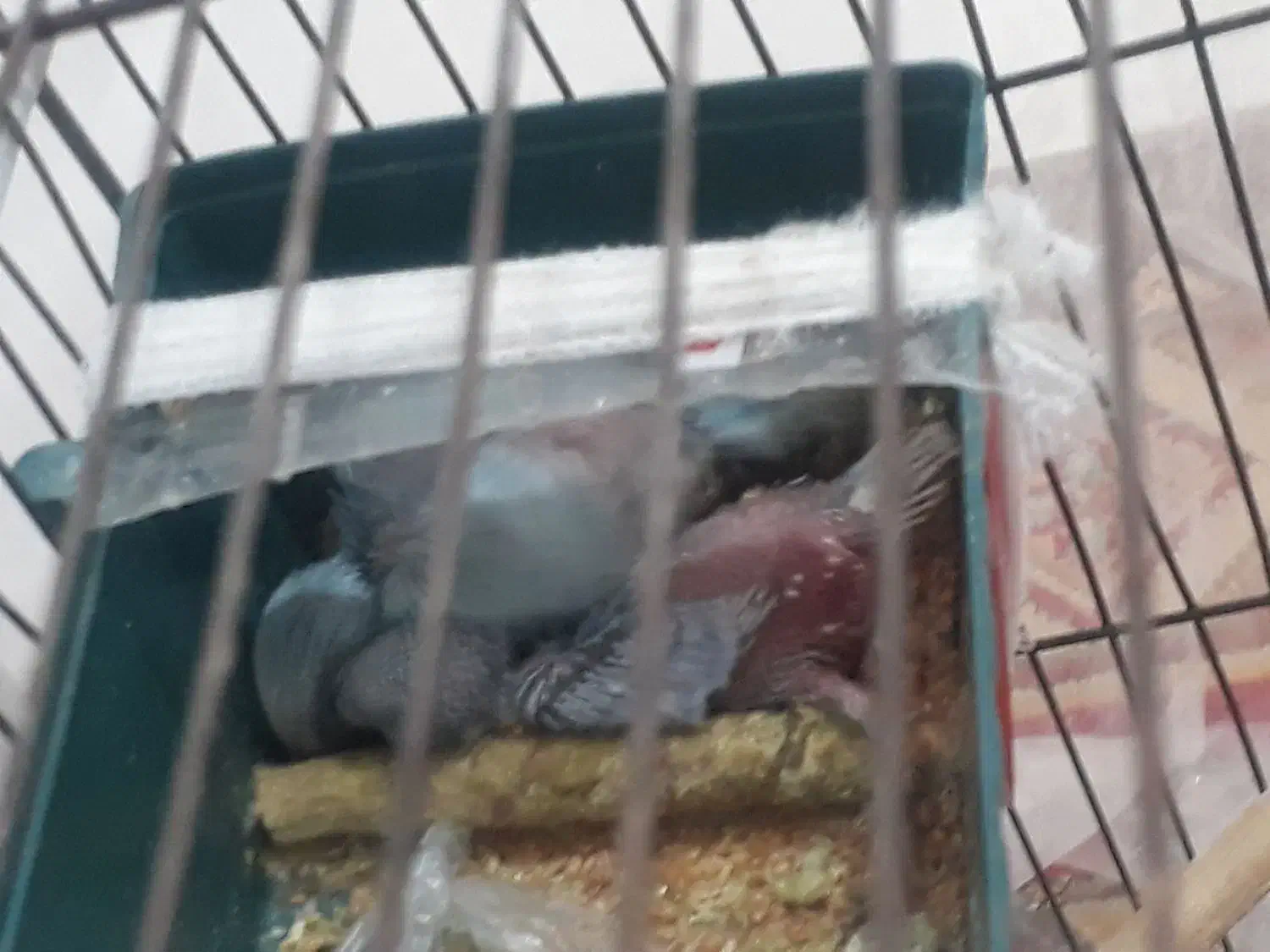 انگلیسی|پرنده|مشکین‌دشت, |دیوار