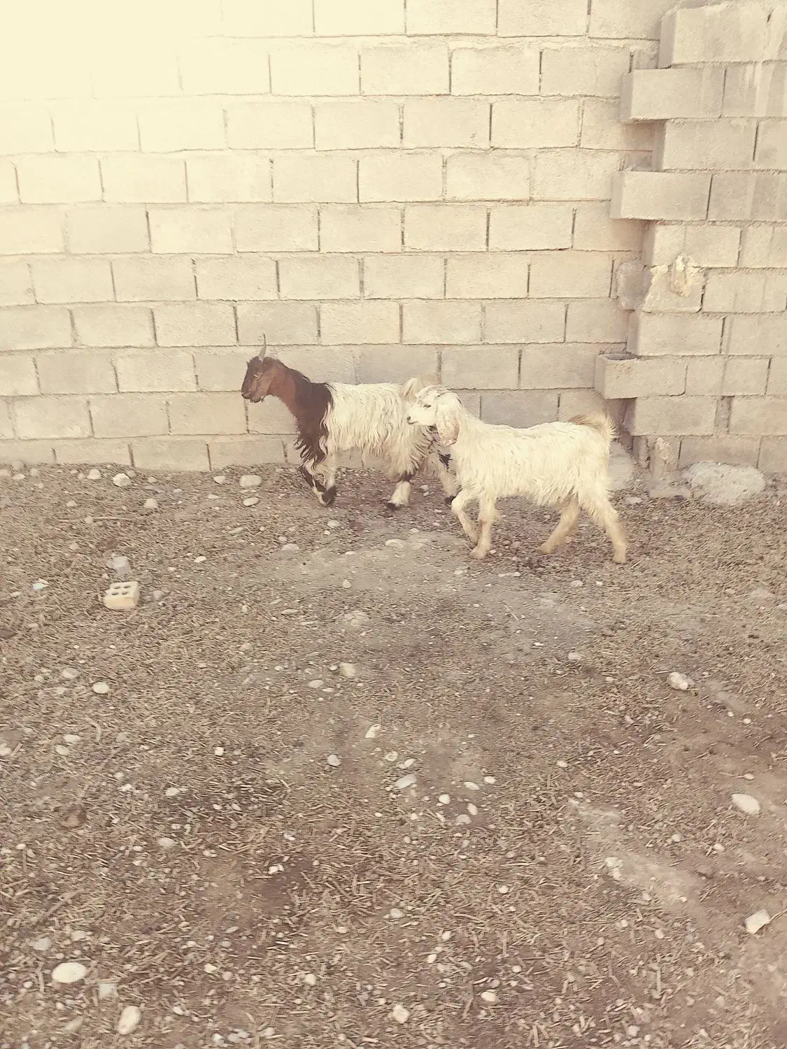 بیگ بز بره میش|حیوانات مزرعه|دزفول, |دیوار