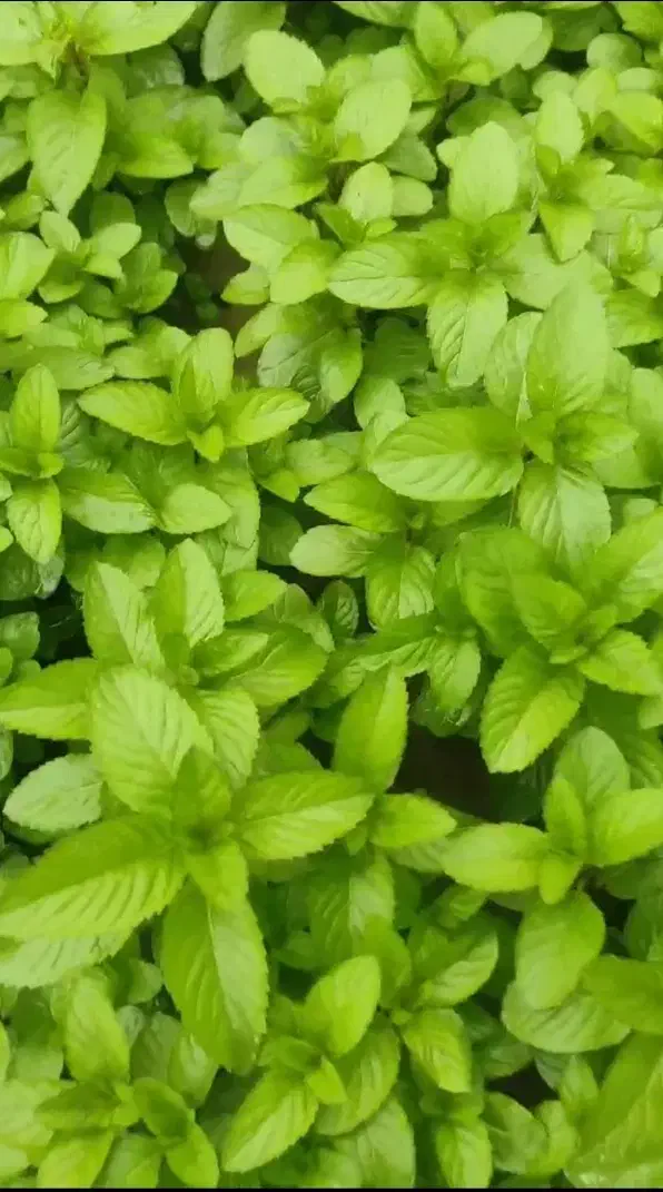 نعناع فلفلی اصل با منتول ۷۰٪ و آنالیز آزمایشگاهی|آرایشی، بهداشتی، درمانی|مرند, |دیوار