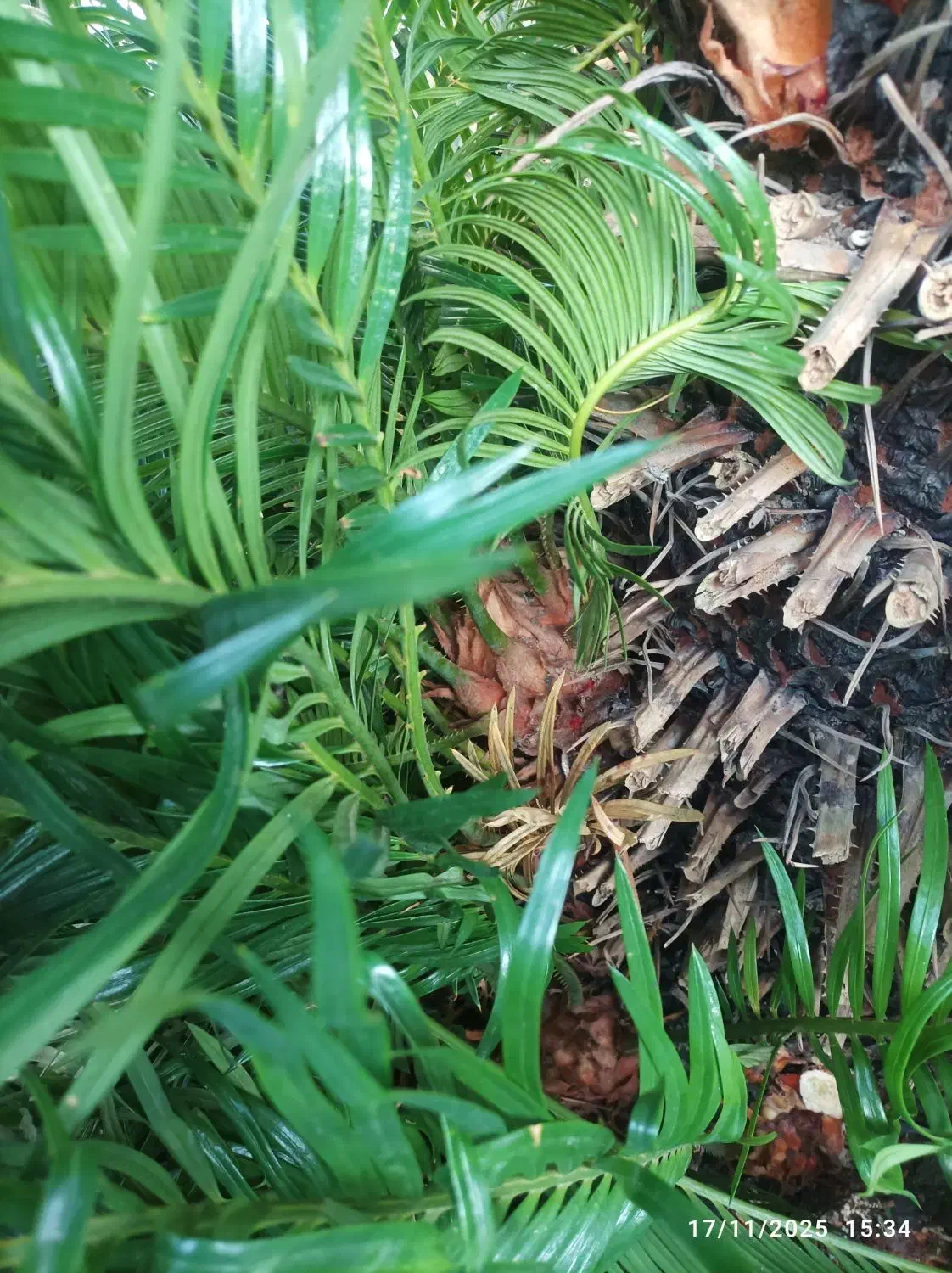 سیکاس جوان|گل و گیاه طبیعی|رشت, پارک شهر|دیوار