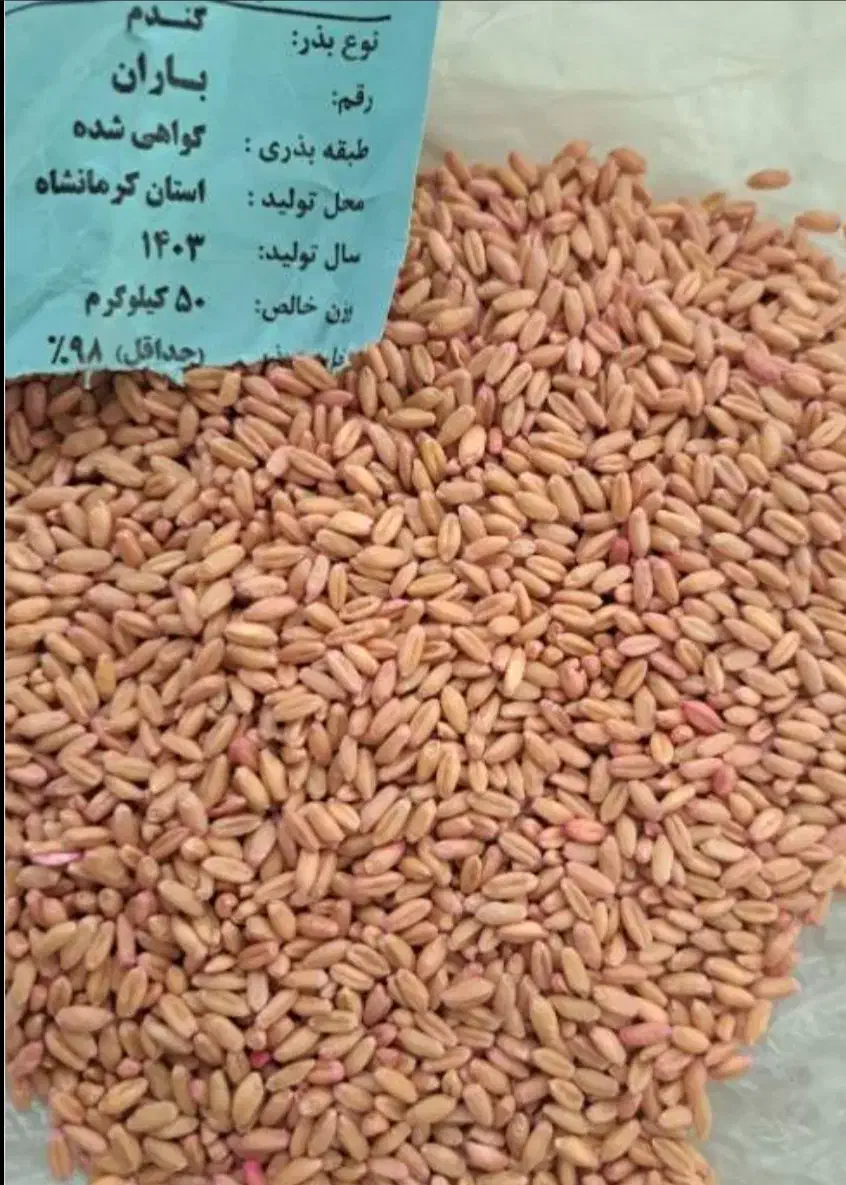 بذر گندم باران دیمی اصلاح شده  درجه یک زیر قیمت|خدمات باغبانی و درختکاری|شاهین دژ, |دیوار