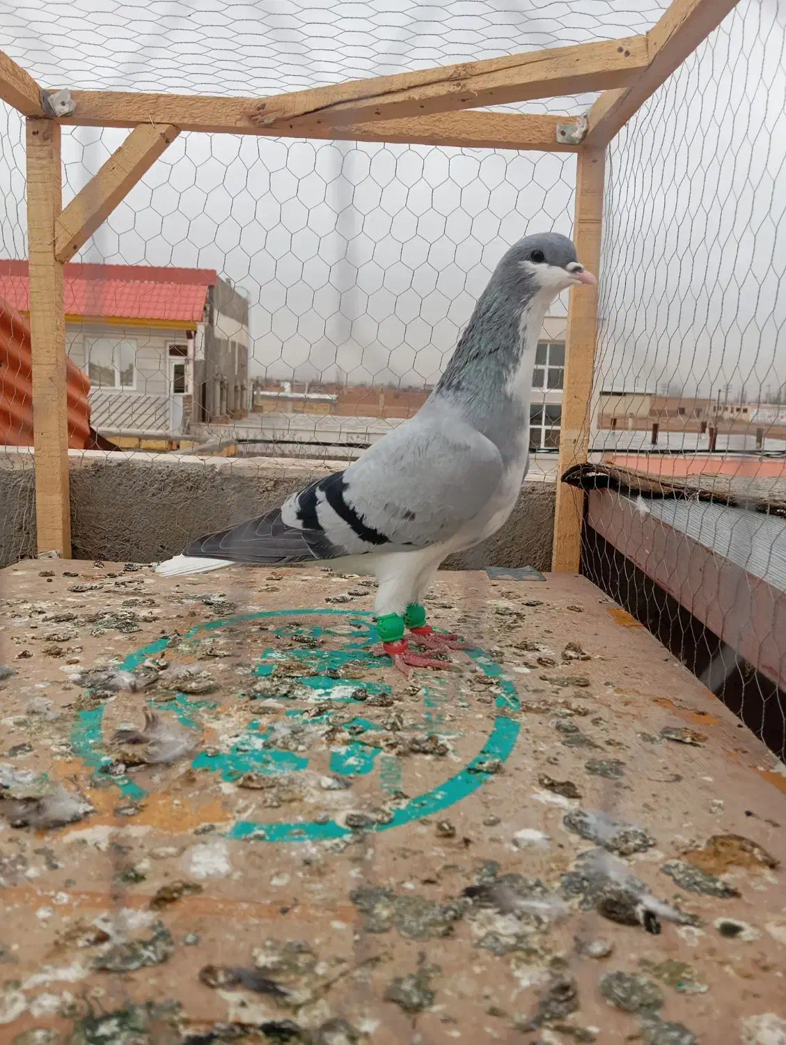 کبوتر رنگی|پرنده|اسفرورین, |دیوار