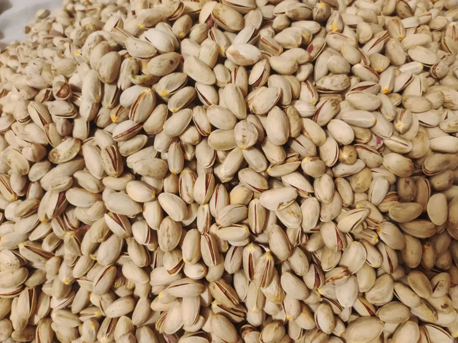 پسته|خوردنی و آشامیدنی|هامون, |دیوار