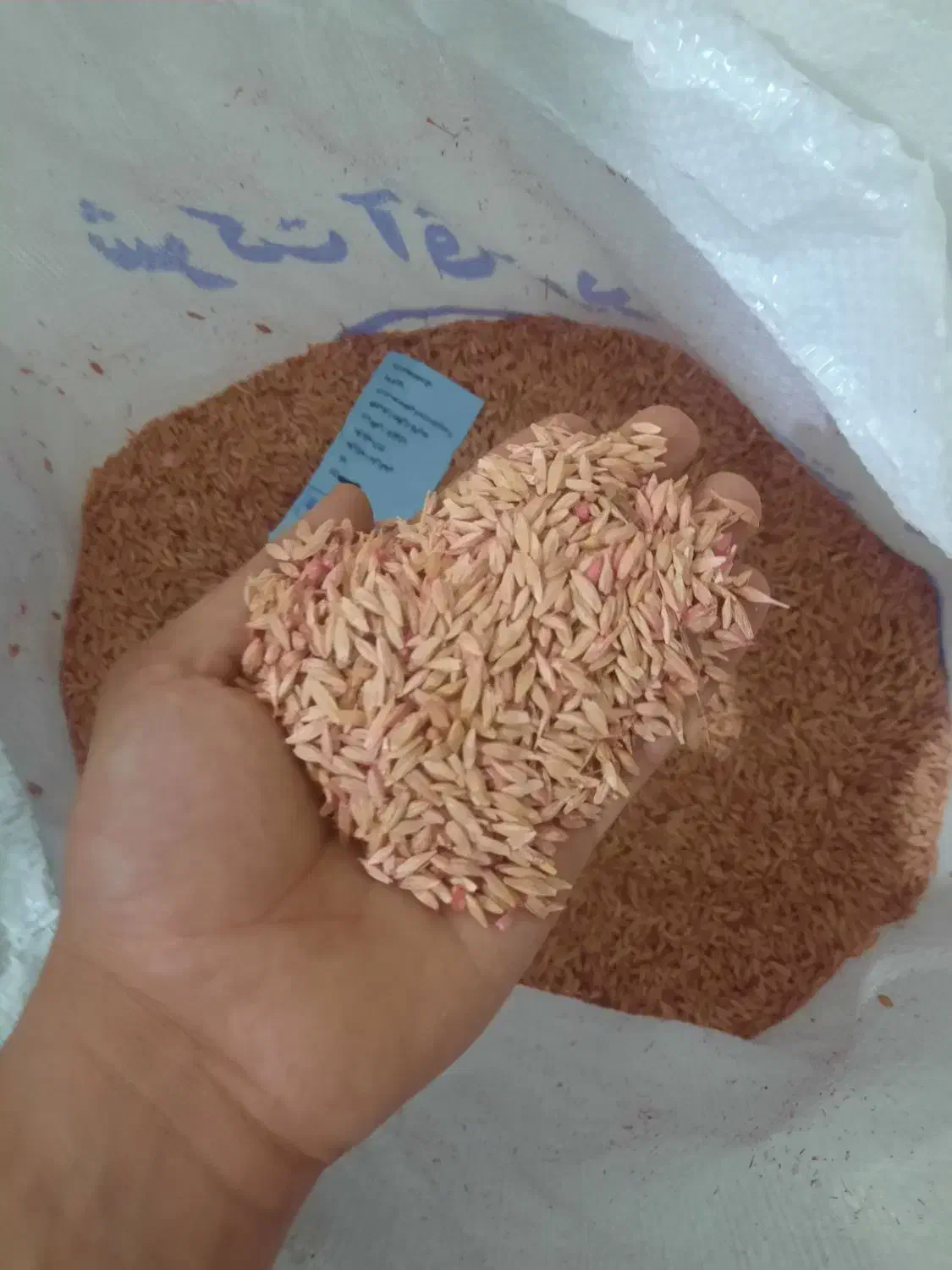 بذر جو صحرا|خدمات باغبانی و درختکاری|گرگان, |دیوار