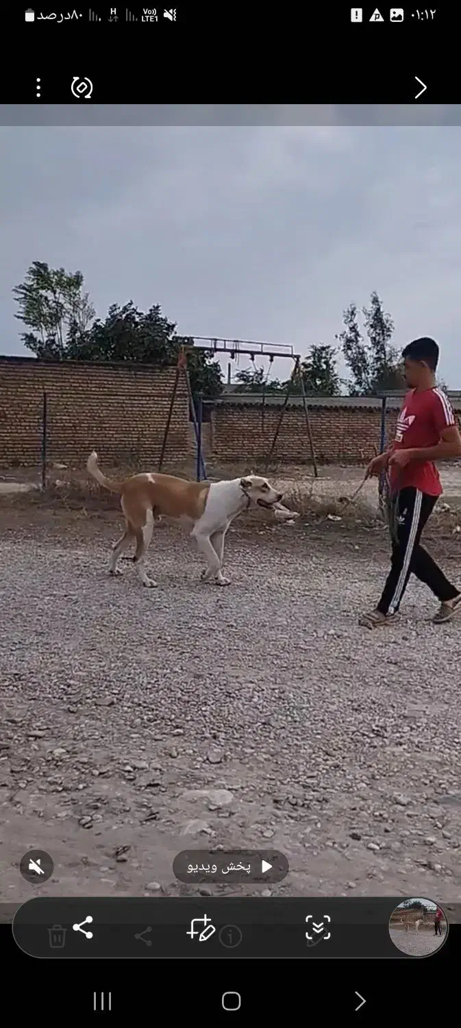 سگ توله البای ۱۱ ماهه|سگ|گرگان, |دیوار