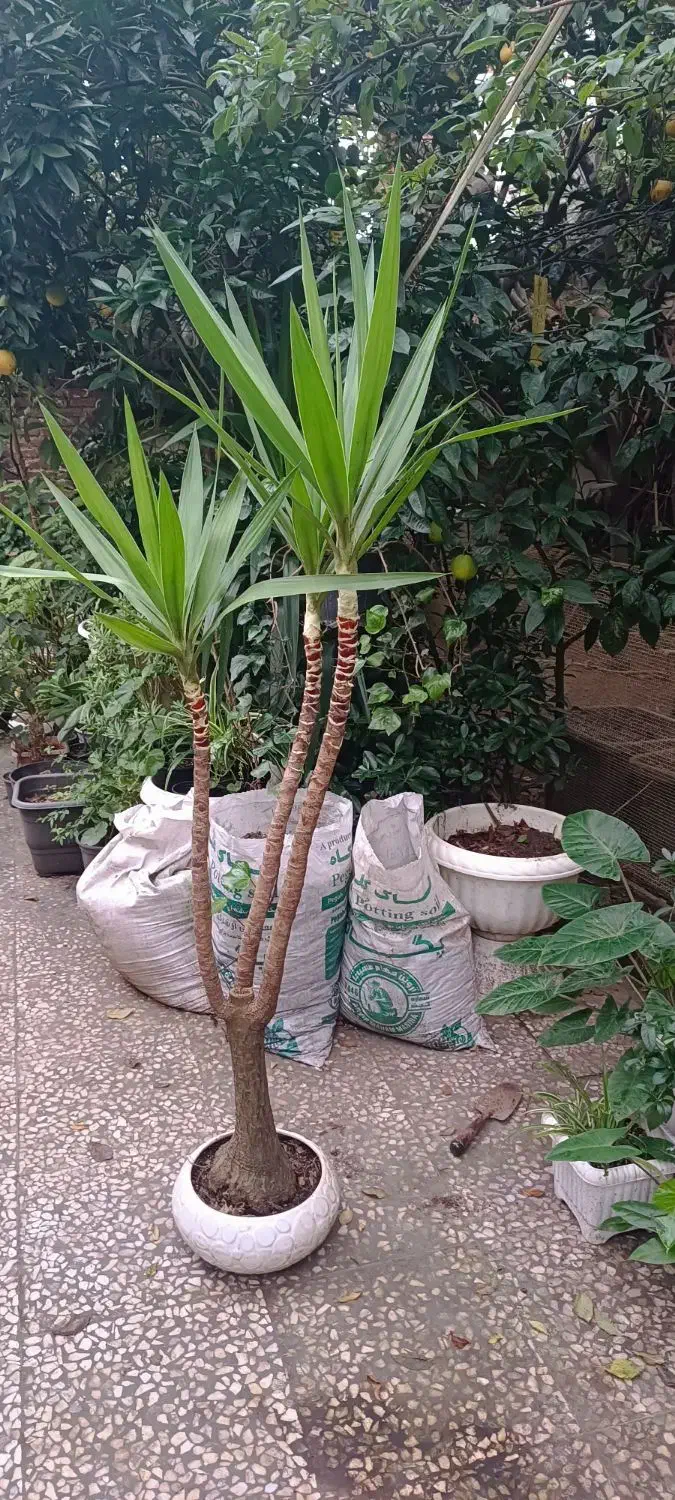 گل یوکا|گل و گیاه طبیعی|لاهیجان, کوی خزر|دیوار