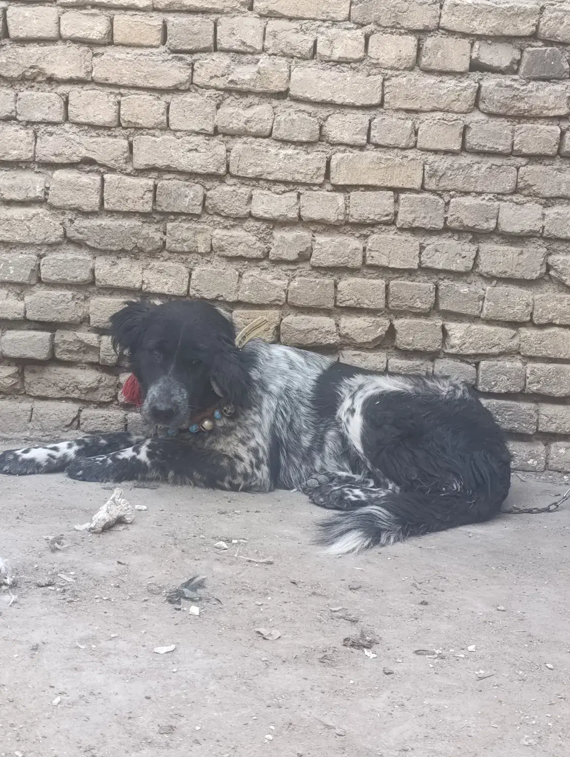 لاس خاسگری|سگ|ابریشم, |دیوار