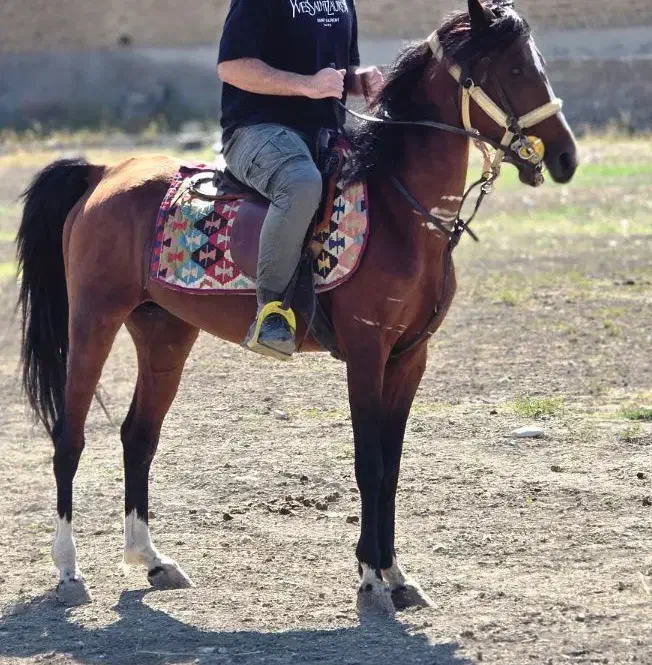 سن ۵.۶|اسب و تجهیزات اسبسواری|بازرگان, |دیوار