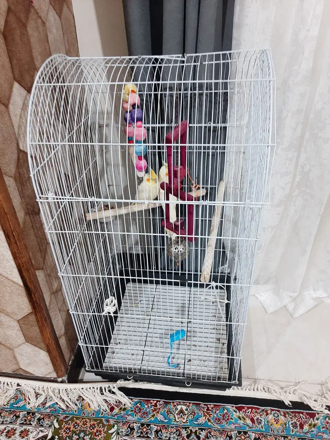 عروس هلندی چهارماهه دستی|پرنده|هشتگرد, شهرک پارسیان|دیوار