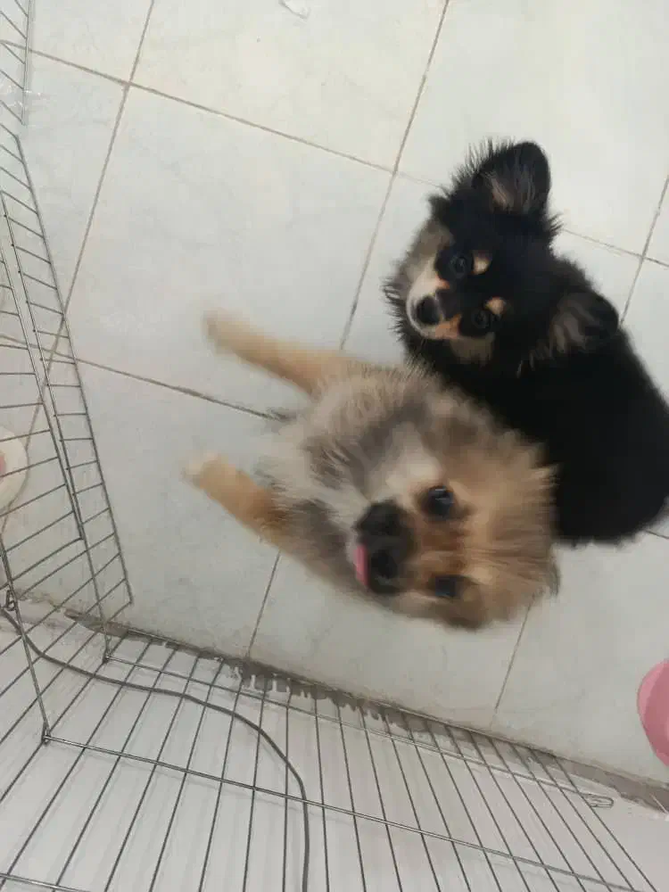 پامر|سگ|رشت, رودبارتان|دیوار