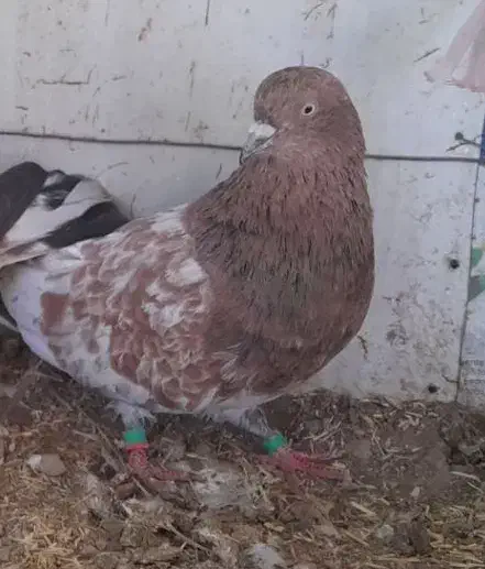 کفتر نر هندی|حراج|نجف‌آباد, ویلاشهر|دیوار