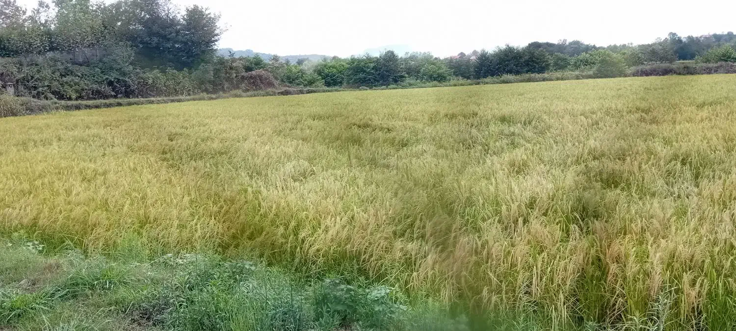 ۵ هکتار شالی|فروش دفتر صنعتی، کشاورزی، تجاری|اطاقور, |دیوار