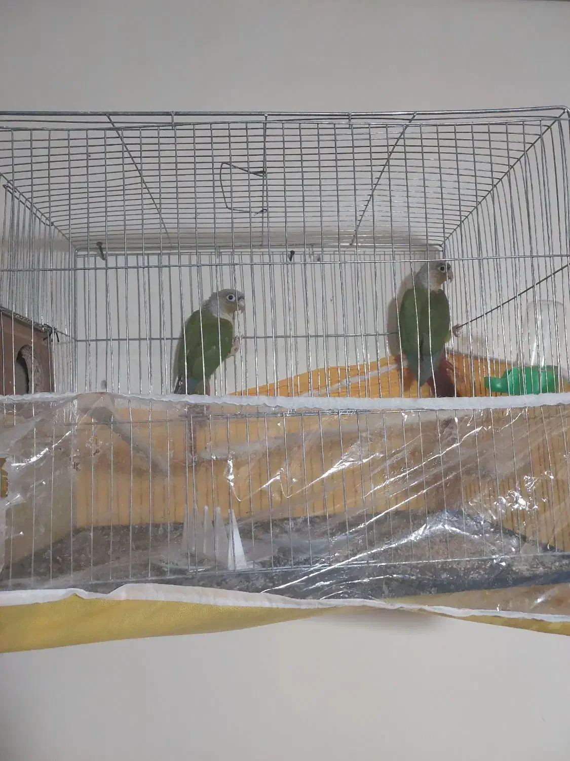 گرینچیک جفت|پرنده|اسفراین, |دیوار