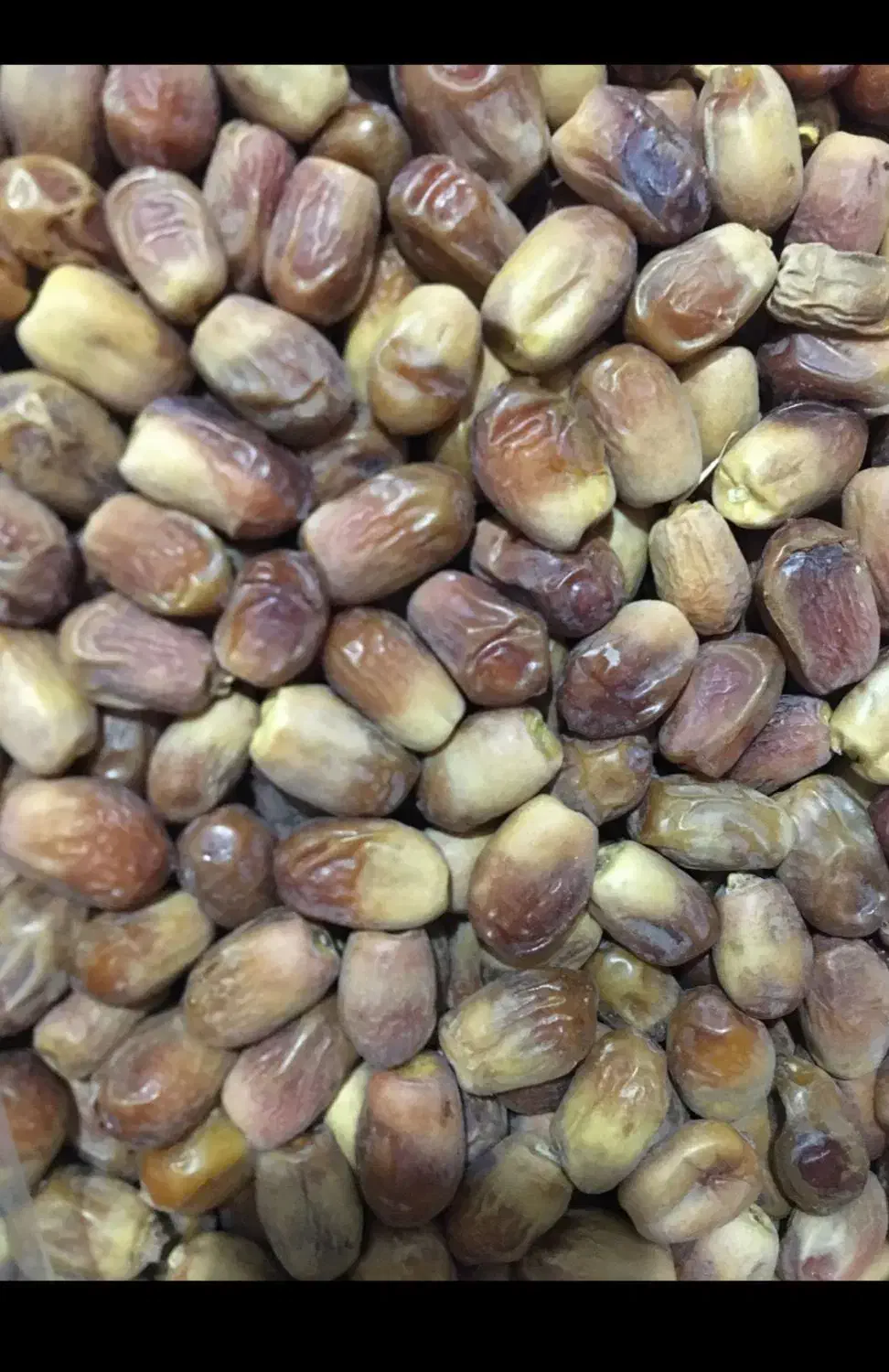 خرما درجه یک|خوردنی و آشامیدنی|تربت جام, جامرود|دیوار
