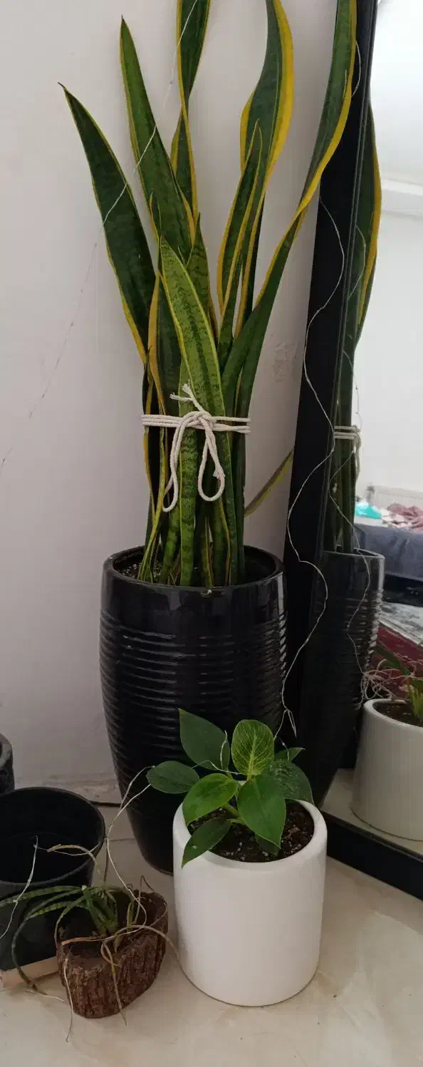 گلدان سنسوریا و پتوس|گل و گیاه طبیعی|پرند, فاز ۶|دیوار