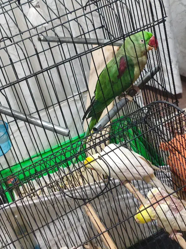 شاه طوطی بالغ آماده جفت گیری معاوظع با راهب یاگرین|پرنده|بندر انزلی, استادیوم|دیوار