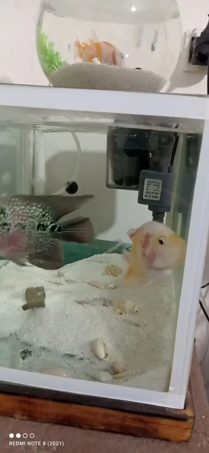 دو عدد ماهی مولد سالم فلاور باکس|ماهی|ماهدشت, |دیوار