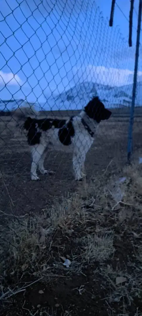 واگزاری سگ قهدریجان|سگ|رودشت (اصفهان), |دیوار