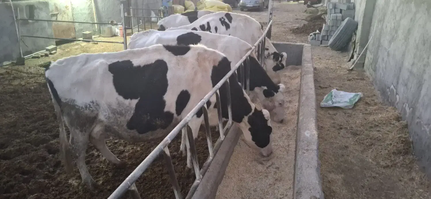 گاو شیری|حیوانات مزرعه|بجنورد, |دیوار