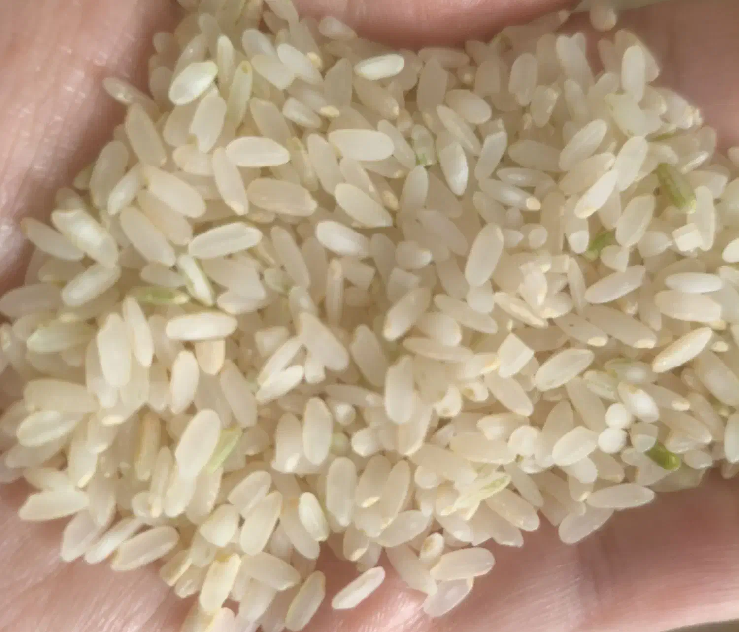 برنج کامفیروزی نو|خوردنی و آشامیدنی|شیراز, کوشک میدان|دیوار