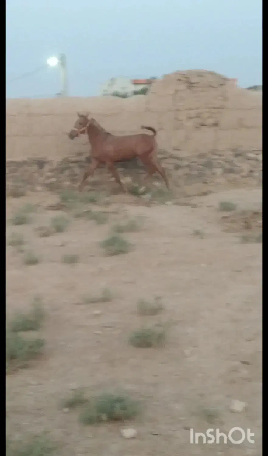 کره مادیون|اسب و تجهیزات اسب‌سواری|معصومیه, |دیوار