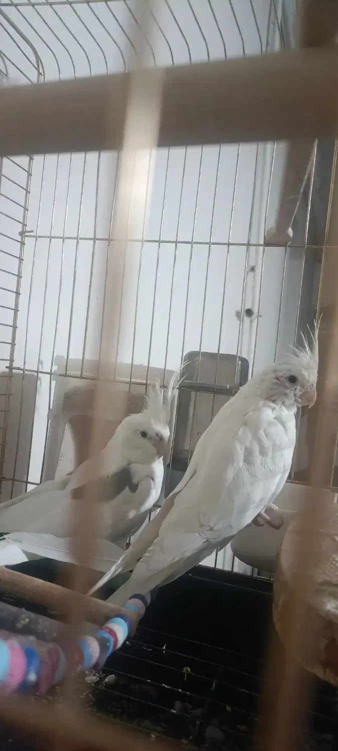 عروس هلندی آلبینو|پرنده|ارومیه, |دیوار