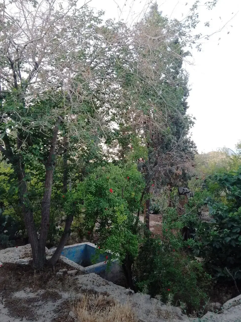 ویلا باغ|فروش زمین و ملک کلنگی|جوادآباد, |دیوار