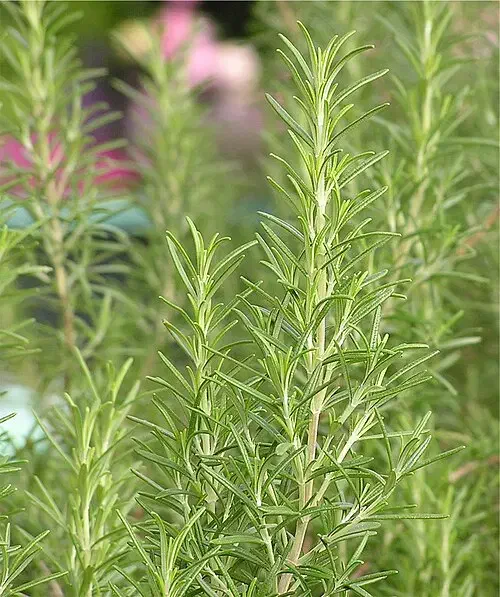 رزماری|آرایشی، بهداشتی، درمانی|آبدانان, |دیوار