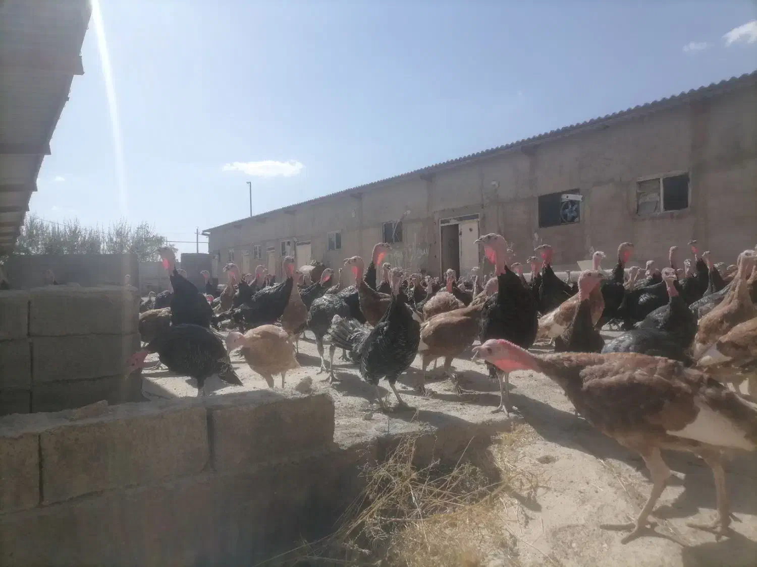 بوقلمون 10 ماه برنز و بوربون محلی|حیوانات مزرعه|مریوان, |دیوار