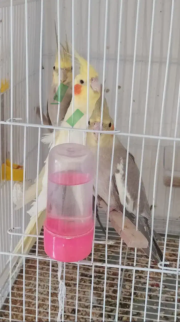 جوجه|حراج|سبزوار, قصبه شرقی|دیوار