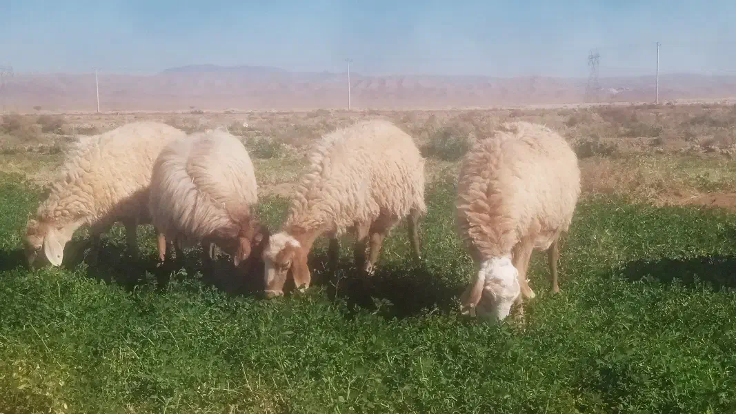 میش و بز داشتی|حیوانات مزرعه|اسفراین, |دیوار