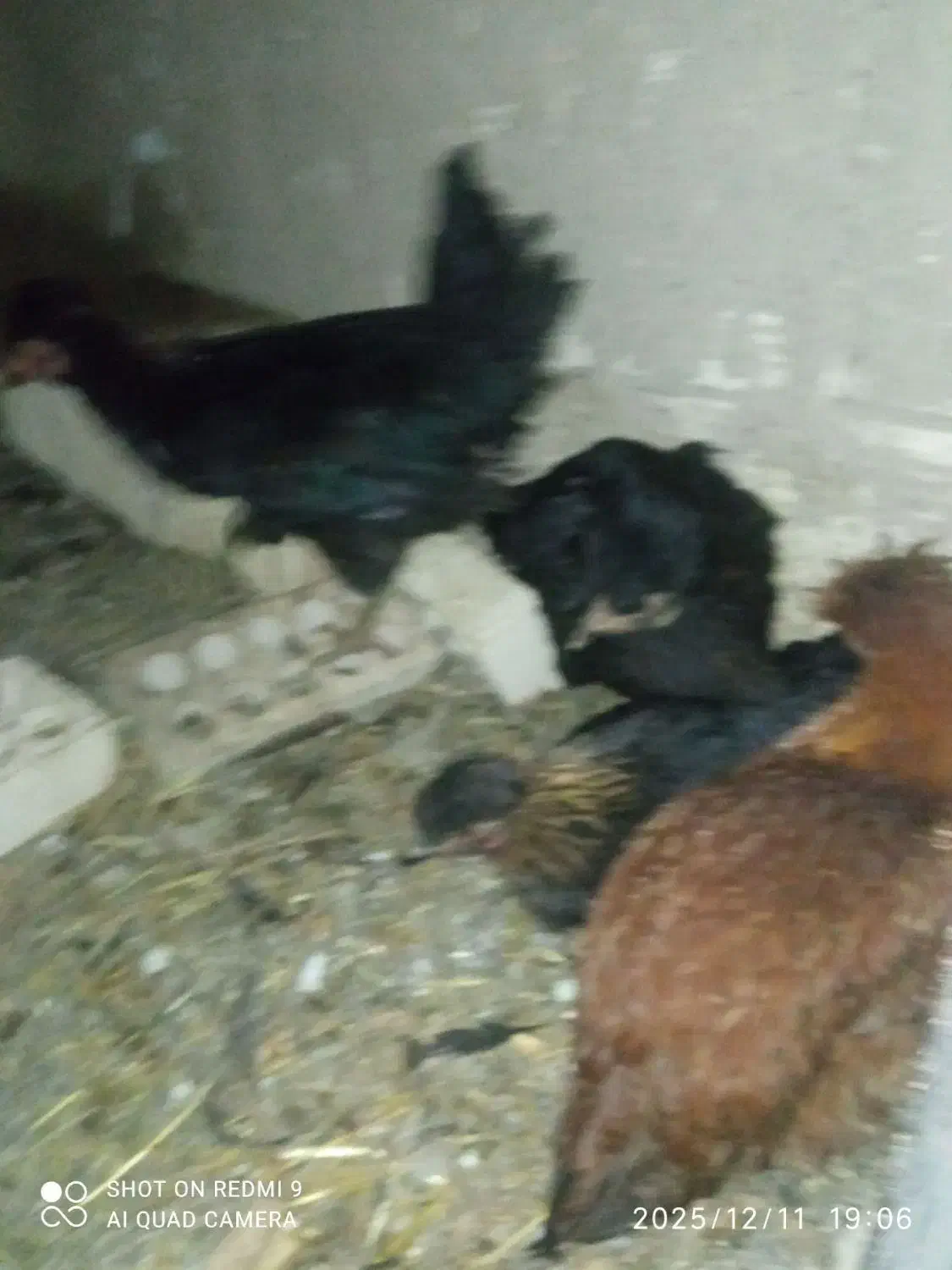 مرغ و چوری|حیوانات مزرعه|عسگران, |دیوار