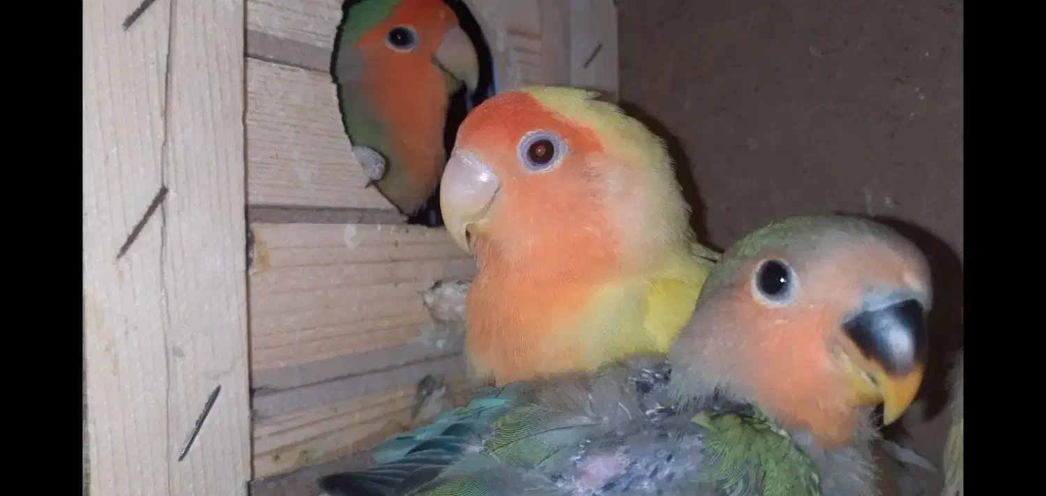 طوطی برزیلی|پرنده|مشکین‌دشت, |دیوار