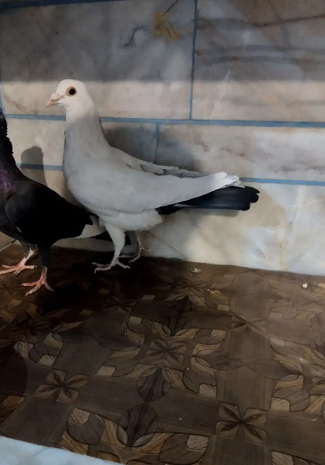 کبوتر نر دم سیاه|پرنده|زرند, |دیوار