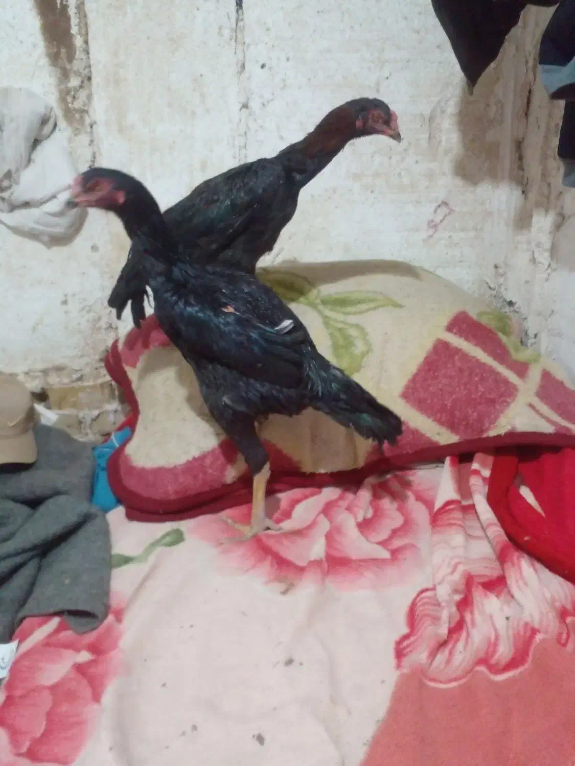 سلام ۳ عدد جوجه اوشامو|حیوانات مزرعه|طرقبه, |دیوار